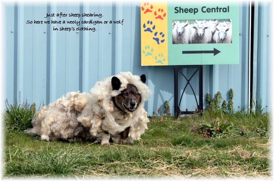 sheeps clothing